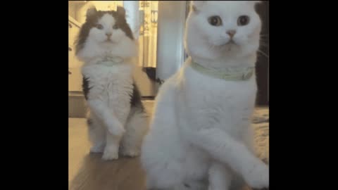 Gif video of cats licking themselves