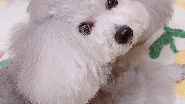 Dogs can't be alone, nor can I
