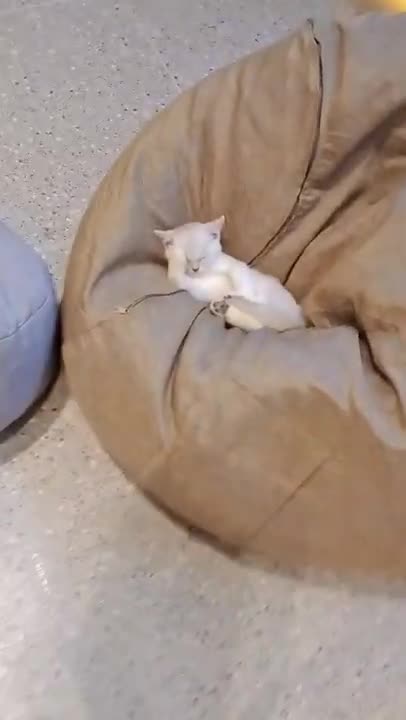 cute cat and funny cat shorts❤#shorts #cat #cutecat