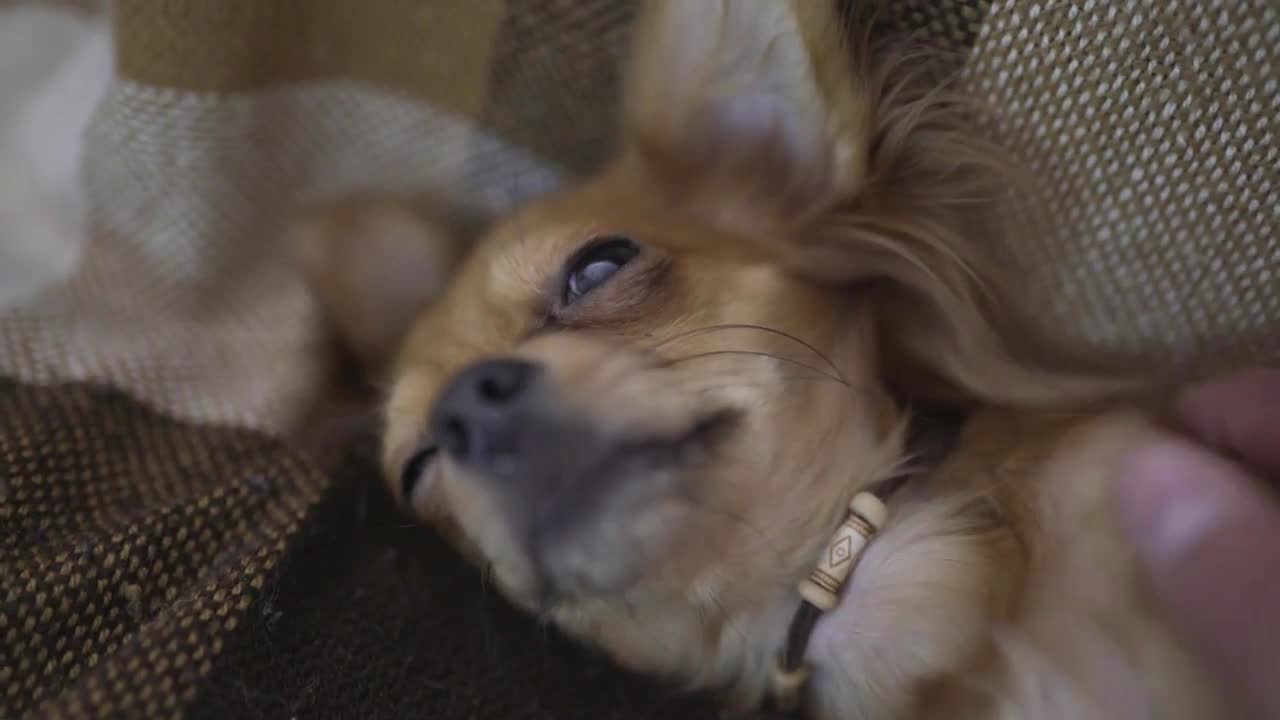 adorable funny dog chihuaha sleeps on plaid, a person's hand strokes a sleepy pet