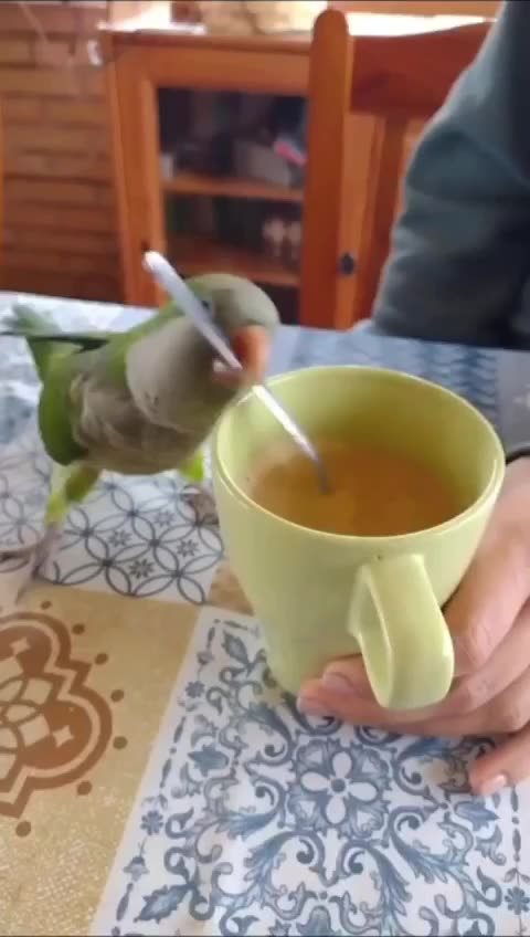 This parrot can also work in a coffee shop .! 😂😂😂