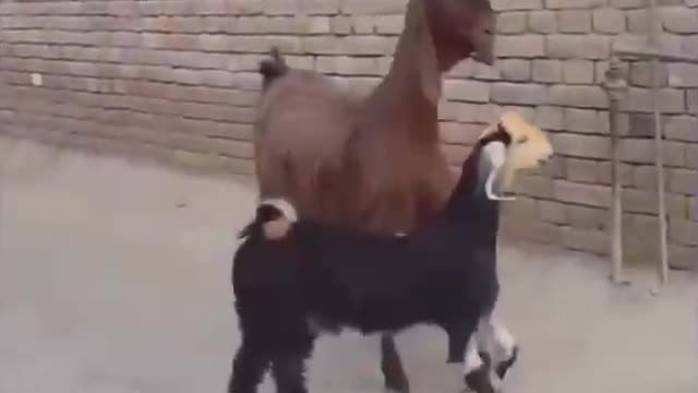 Two little gang members!