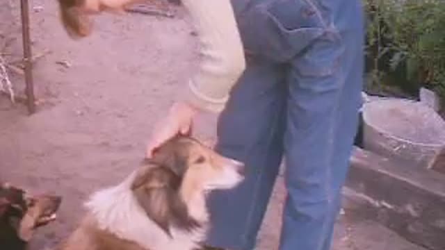 Beautiful dogs and their owner🦴🐕‍🦺🐕