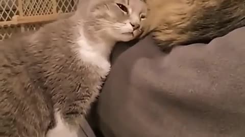 funny kittens