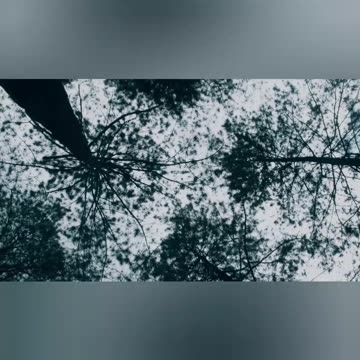 Tall Trees In The Forest