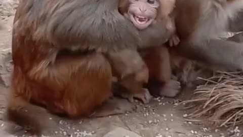 Do monkeys understand everything?!