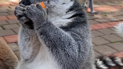 Adorable ring-tailed lemur