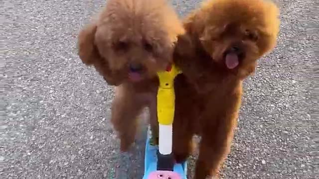 Smart dogs play scooters