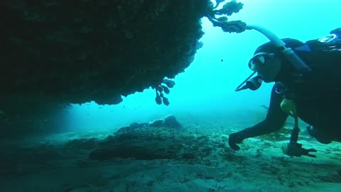 Grey Nurse Shark - Scuba Diving Shark Point Clovelly Sydney