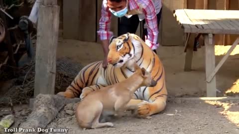 Pranking Dog Funny & fake Lion and Fake Tiger Prank To dog ,