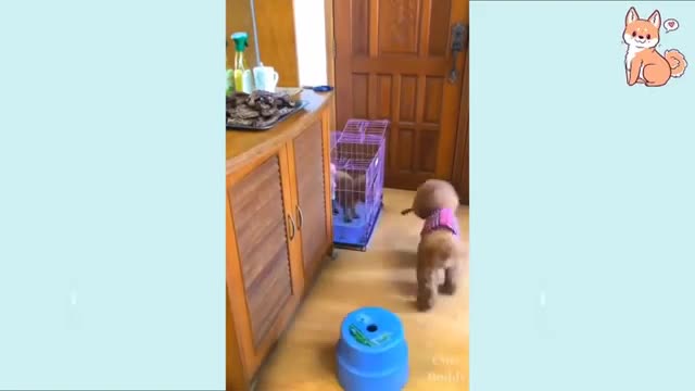 Cute dog and animals copilation. 1