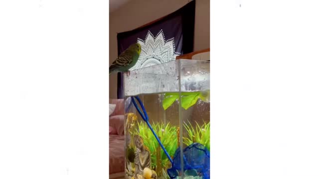 Cutest baby animals Videos Compilation Cute moment of the Animals - Cutest Animals