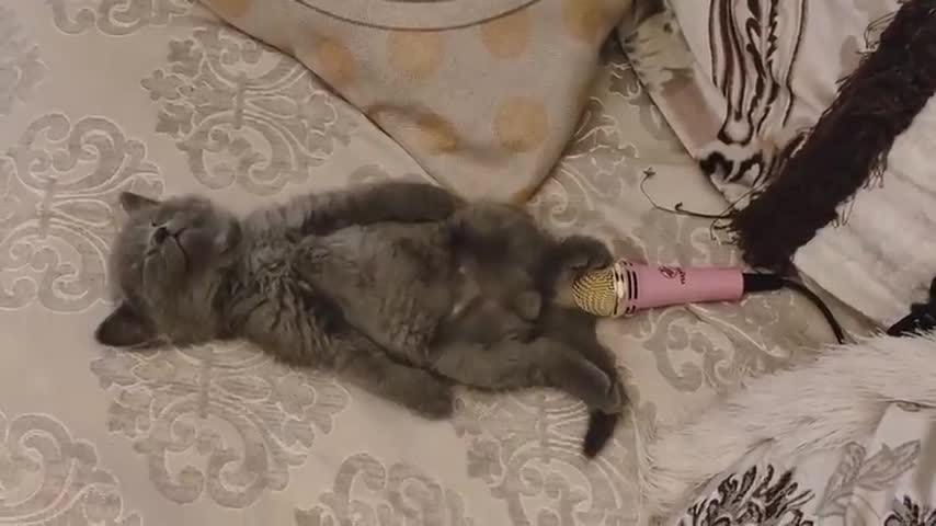 cat farting on mic😂😂😂