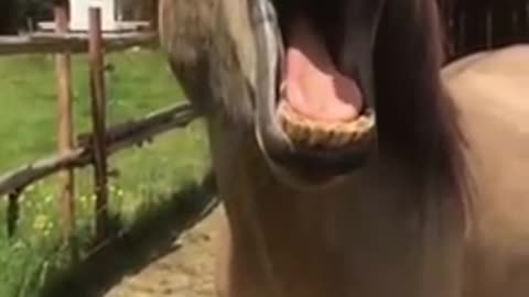 !! Funny Horse🐴🐴 singing !! Viral horse video !! #Funny alarm !! New funny wattsapp Status !!