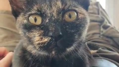 Calico kitten