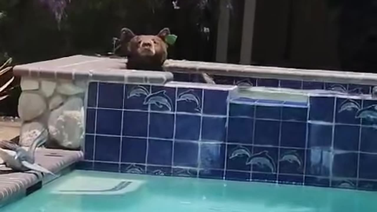 Bear Takes a Dip in Hot Tub