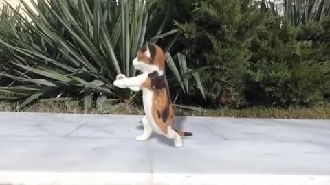 Cat dance 🐱🐱