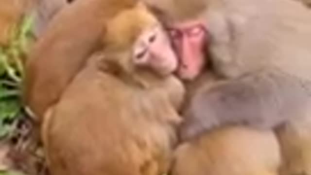 Monkey Love