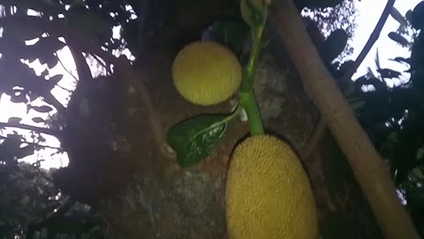 Jackfruit