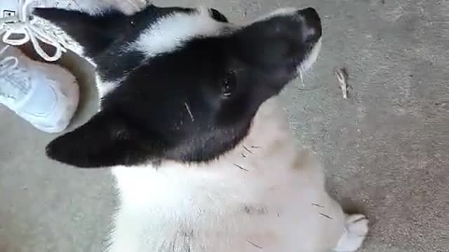 A dog mixed with black and white.