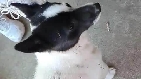 A dog mixed with black and white.