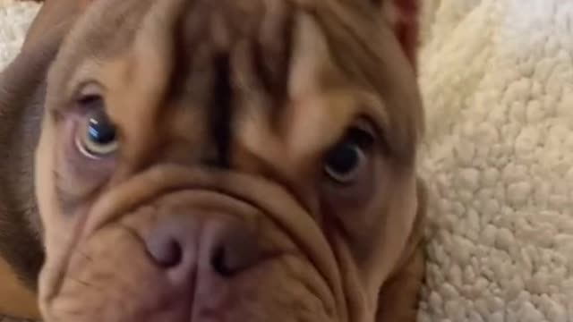 Angry Pets Compilation : Funny Angry Dogs of The Week #104 #shorts