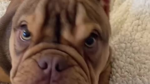 Angry Pets Compilation : Funny Angry Dogs of The Week #104 #shorts