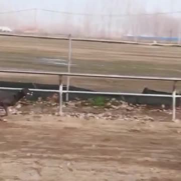 Dog Run Very Fast in The Race | Dog Race
