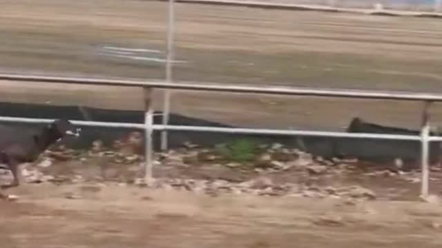 Dog Run Very Fast in The Race | Dog Race