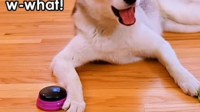 Dog answer a question using buttons