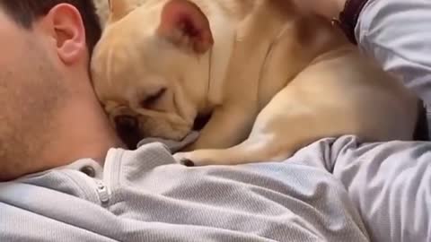 😍 Puppy comfortably accommodates his owner's man 😍