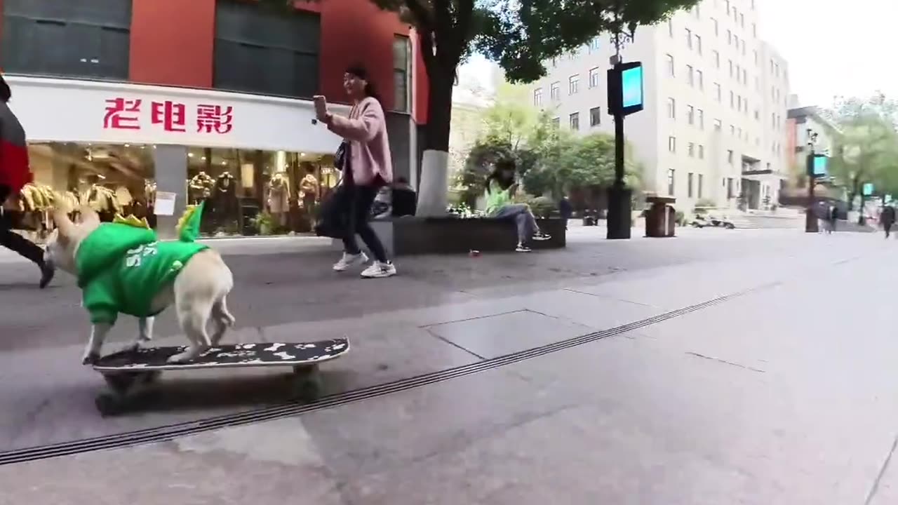 Onlookers watching dog show on scooter