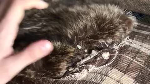 Raccoon Stuck in the Couch