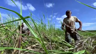 Bitter harvest: Cuba's sugar industry declines amid farm crisis