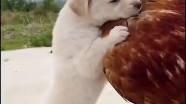 Best funny animals videos 2022 😂 funniest cats and dogs