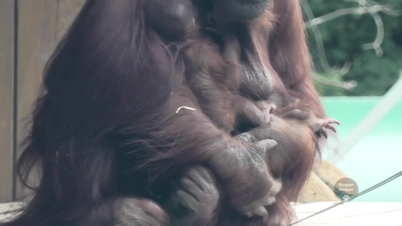 Climbing Orangutan Holds On To The Two Babies in her arms