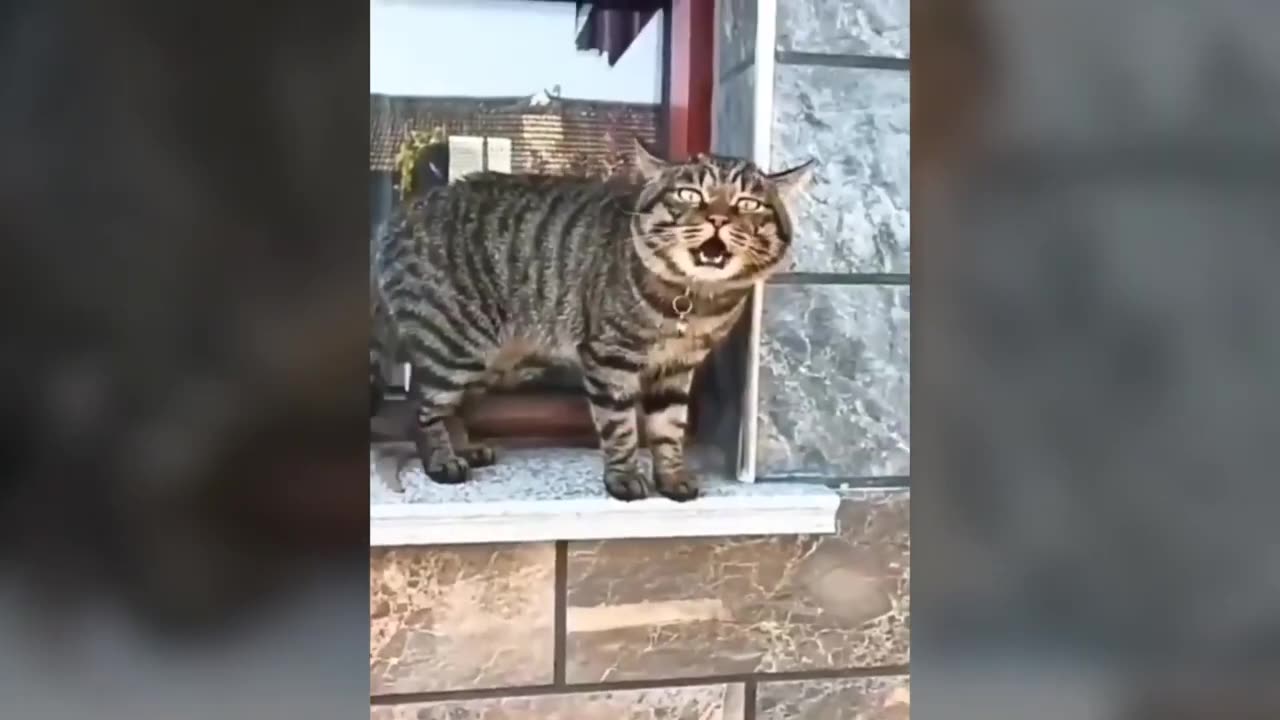 TALKING CAT 🙀 😮😮😯😯