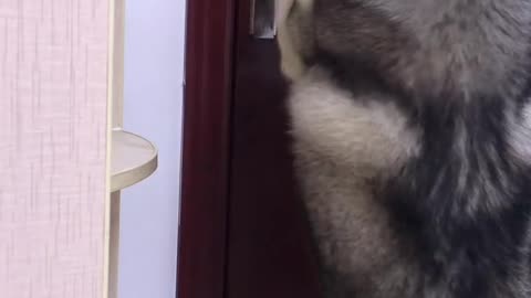 Naughty husky