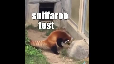 funny animal vo