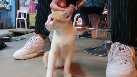 Laos beauty salon yellow cat