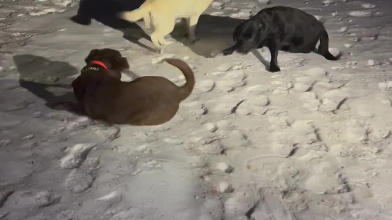 Happy Dogs Celebrate First Snow of the Season