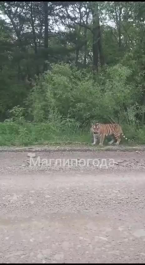 In Russia the drivers ran into a mother and three cubs