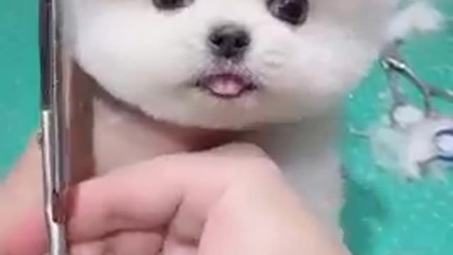 Cute little puppy 😍😍💖💖