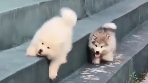 Cutest puppies p19 #short