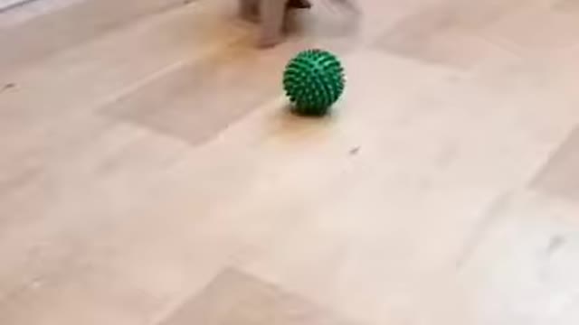 Cute Kitty Playing with the Ball ... Very Cute ...