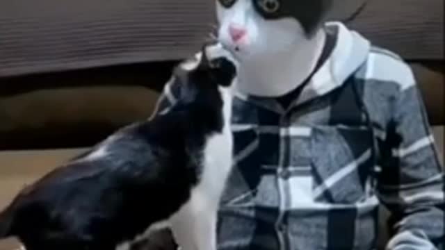 Funny animals videos funnist cats and dogs video