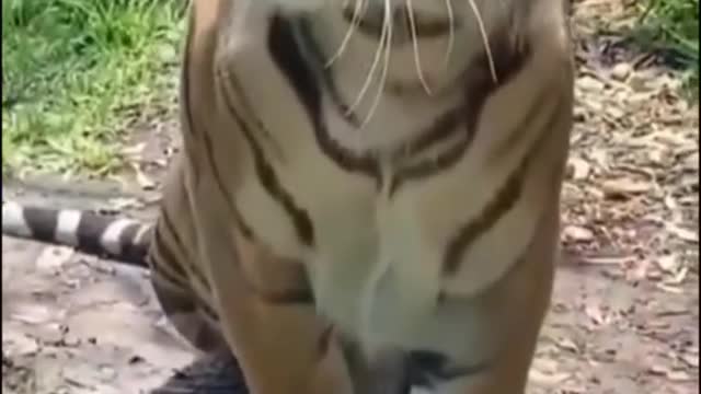 Tiger meow🤣😂