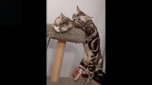 why are animals so cute and hilarious