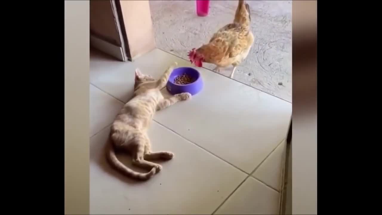 FUNNY ANIMALS VIDEOS 🤣🤣