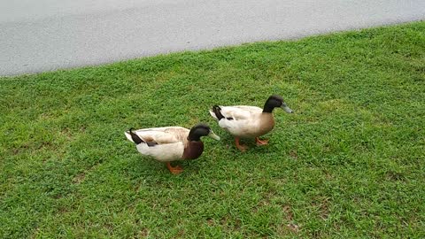 My neighbors 🦆🦆